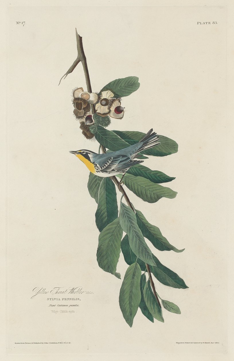 Pokrzewka żółtogardła autorstwa Robert Havell after John James Audubon