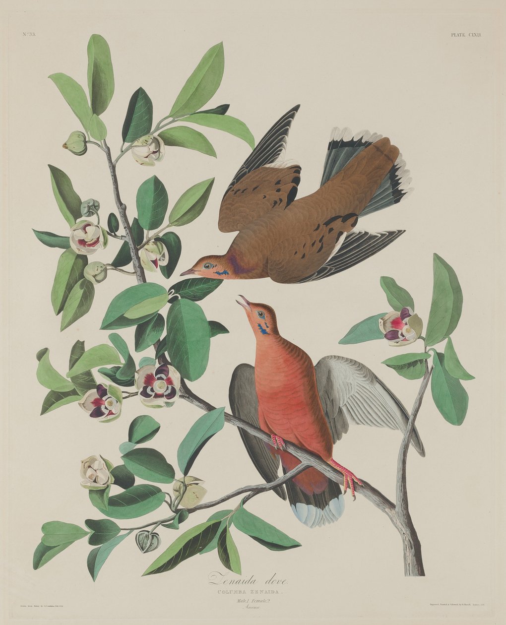 Gołąb Zenaidy autorstwa Robert Havell after John James Audubon