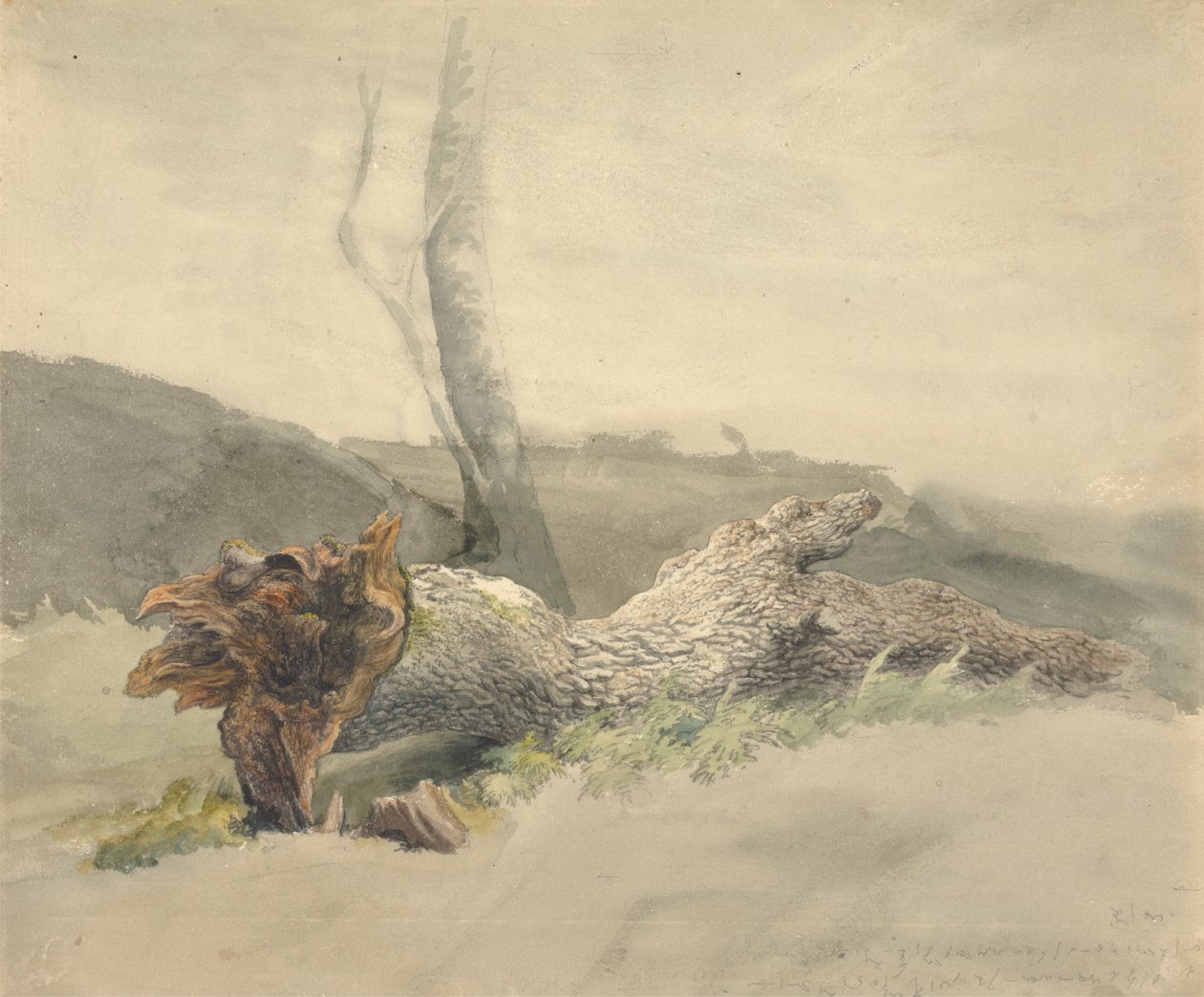 Upadłe drzewo autorstwa Robert Hills