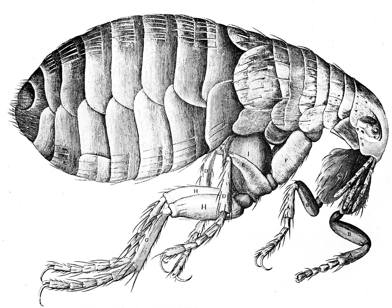 Pchła, bezskrzydły, krwiopijny owad pasożytniczy, 1665 autorstwa Robert Hooke