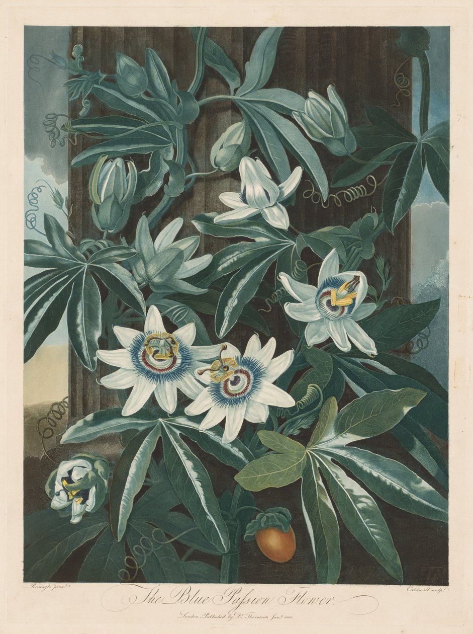 Niebieski kwiat pasji autorstwa Robert John Thornton
