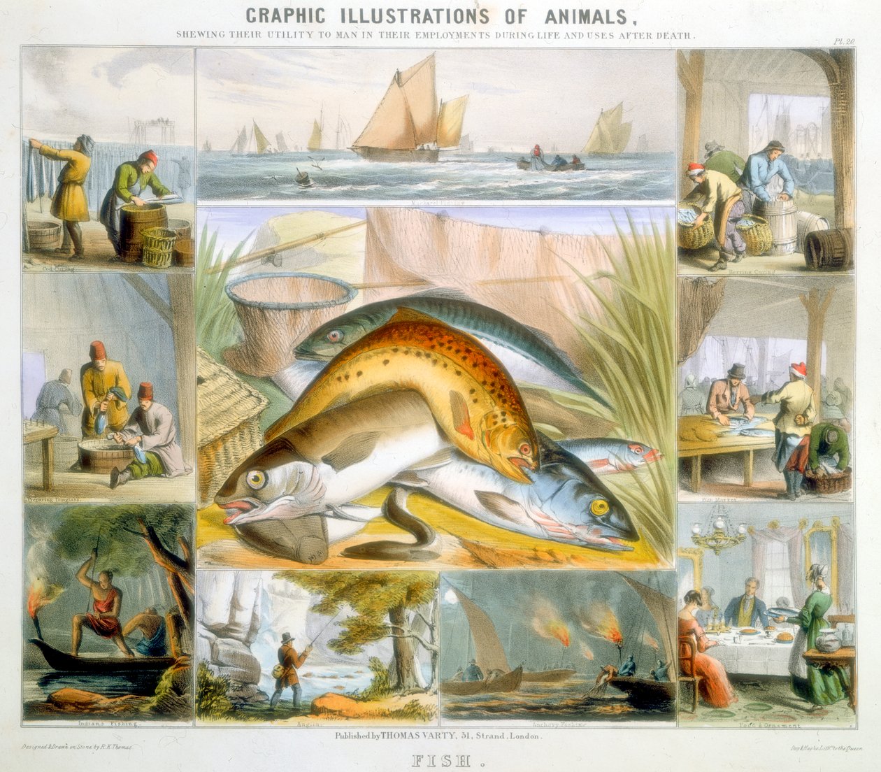 Ryba, ok. 1850 autorstwa Robert Kent Thomas