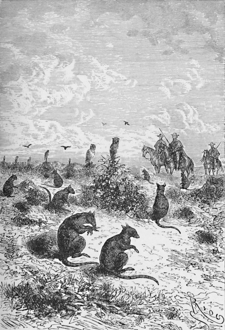 Bizcachas, c1885, 1890 autorstwa Robert Taylor Pritchett
