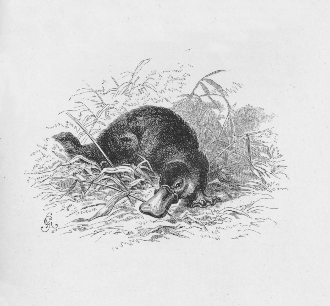 Ornithorhynchus Paradoxus, c1885, 1890 autorstwa Robert Taylor Pritchett