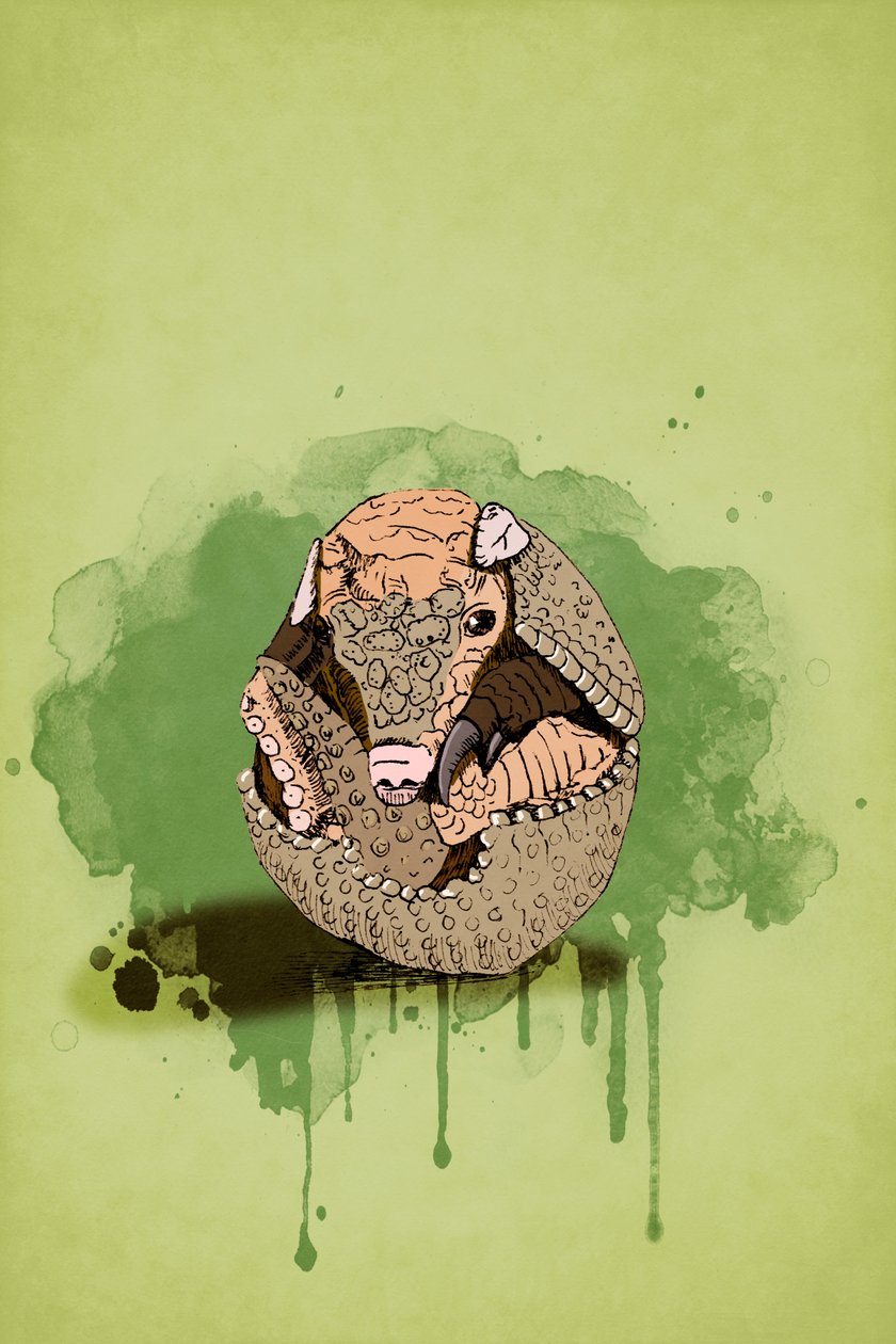 Baby Armadillo, 2022 (cyfrowy) autorstwa Roberta Murray