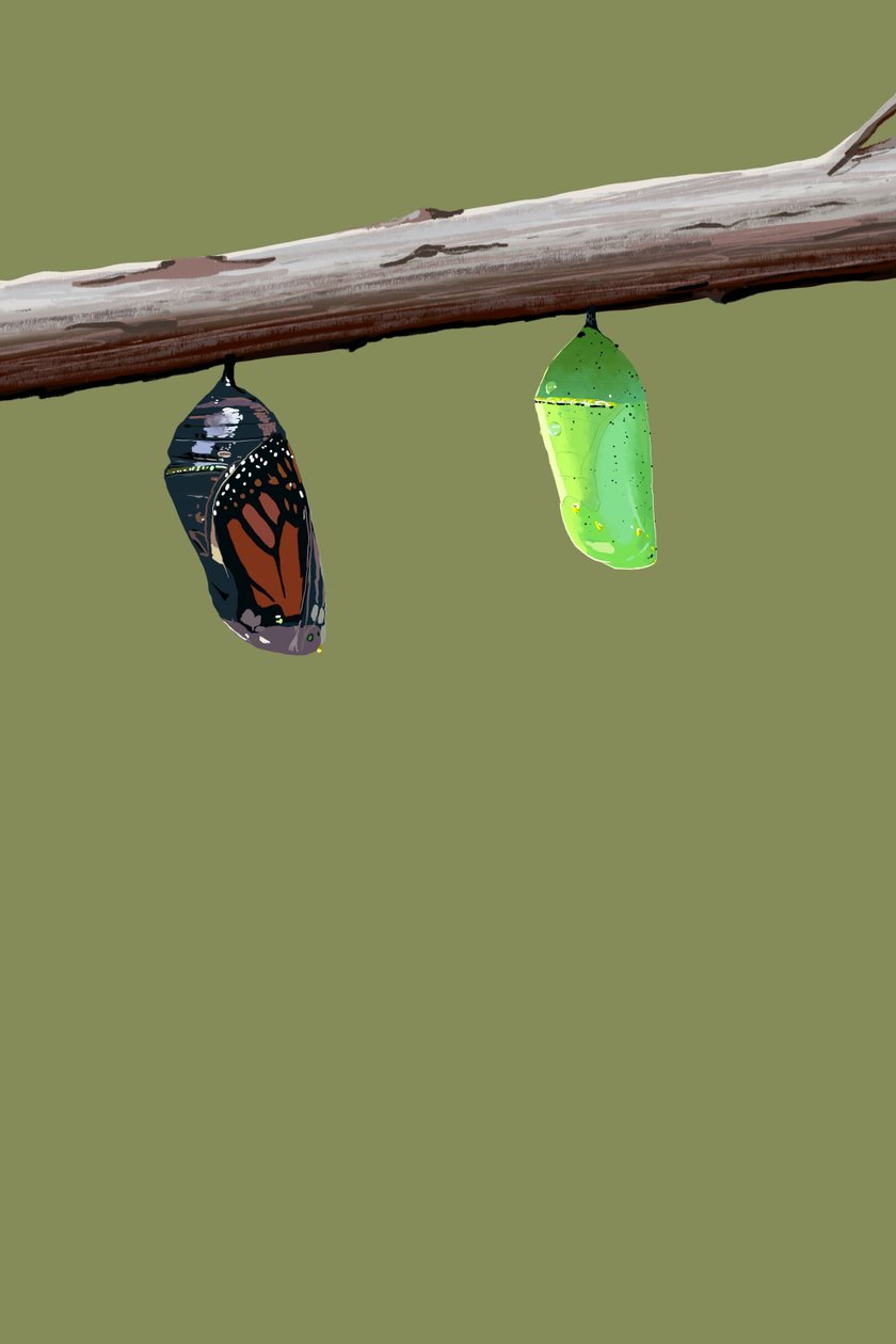 Monarch Cocoons, 2022 (w wersji cyfrowej) autorstwa Roberta Murray