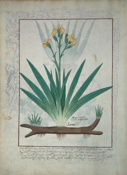 Pani ks. Fv VI #1 fol.112v Abutilon Theophrasti, czyli Aksamitny Liść, ilustracja z Księgi prostych leków autorstwa Mattheausa Plateariusa (d.c.1161) c.1470 autorstwa Robinet Testard