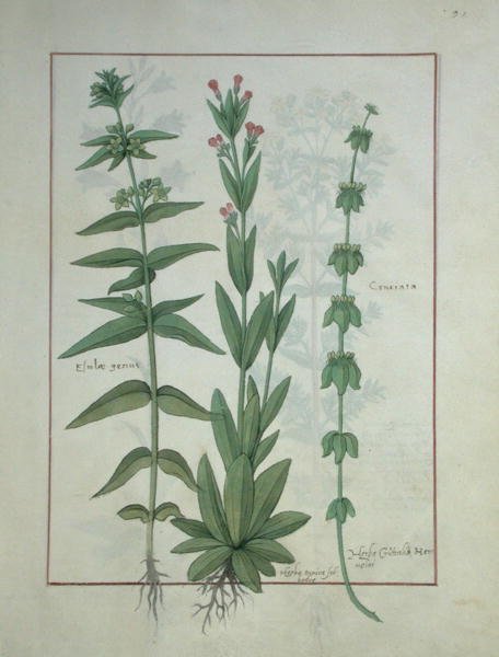 Pani ks. Fv VI #1 fol.116 Elusae Gennus, tymianek kminkowy i krzyżówka, ilustracja z Księgi prostych leków autorstwa Mattheausa Plateariusa (zm. 1161) c. 1470 autorstwa Robinet Testard