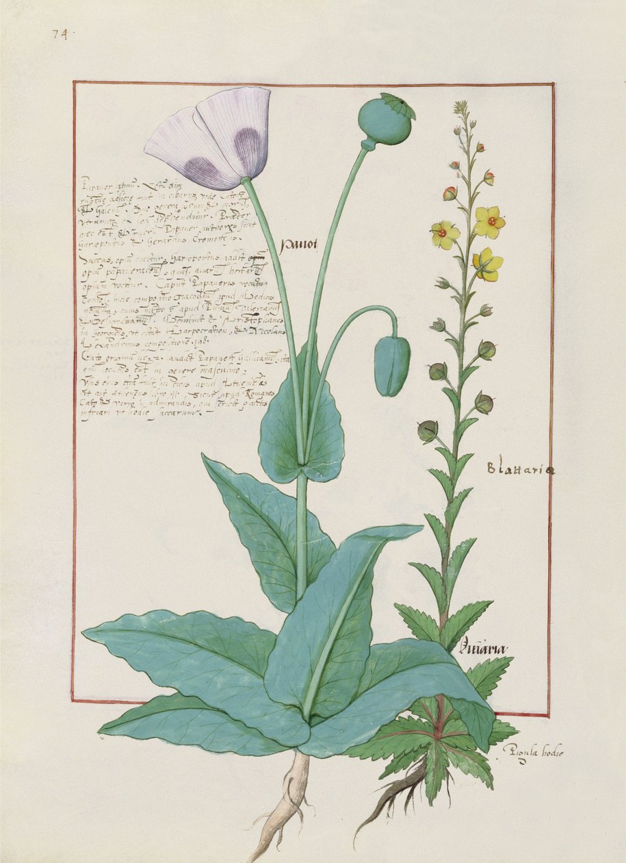 Mak i Figwort, ilustracja z Księgi prostych leków, Mattheaus Platearius 148v autorstwa Robinet Testard