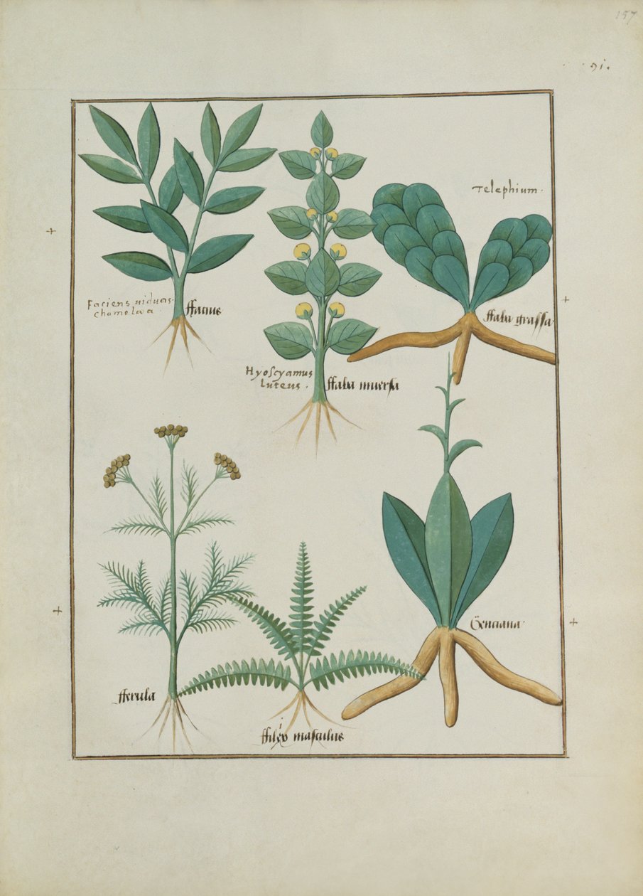 Pani ks. Fv VI #1 fol.157r Paprocie i krzewy, ilustracja z Księgi prostych leków autorstwa Mattheausa Plateariusa (d.c.1161) c.1470 autorstwa Robinet Testard