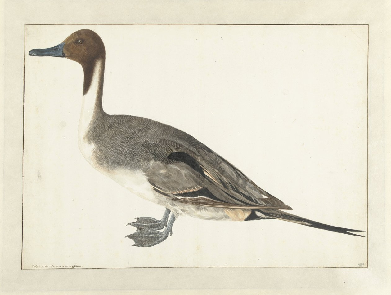Drake Pintail autorstwa Rochus van Veen