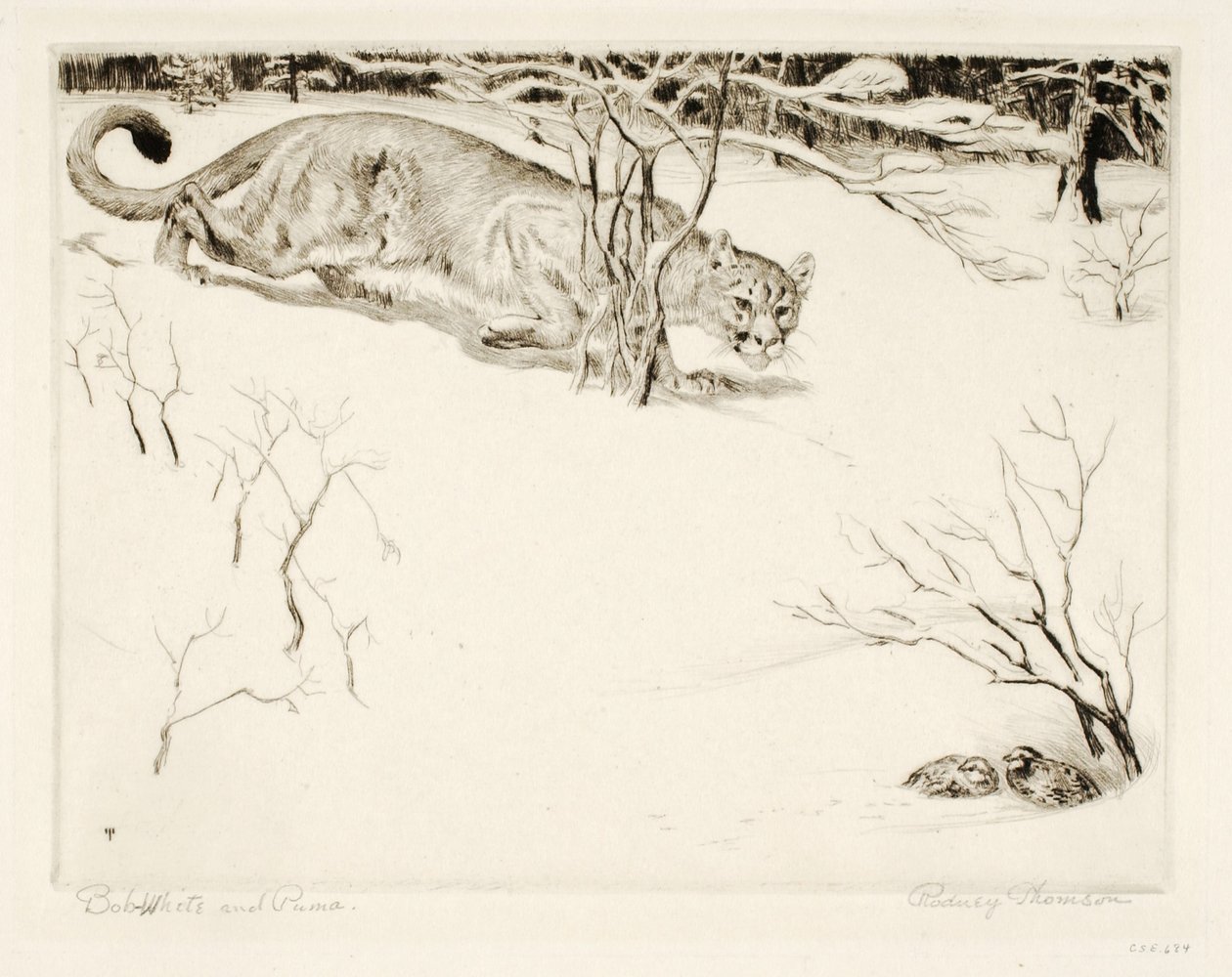 Bob-biały i Puma autorstwa Rodney Thomson