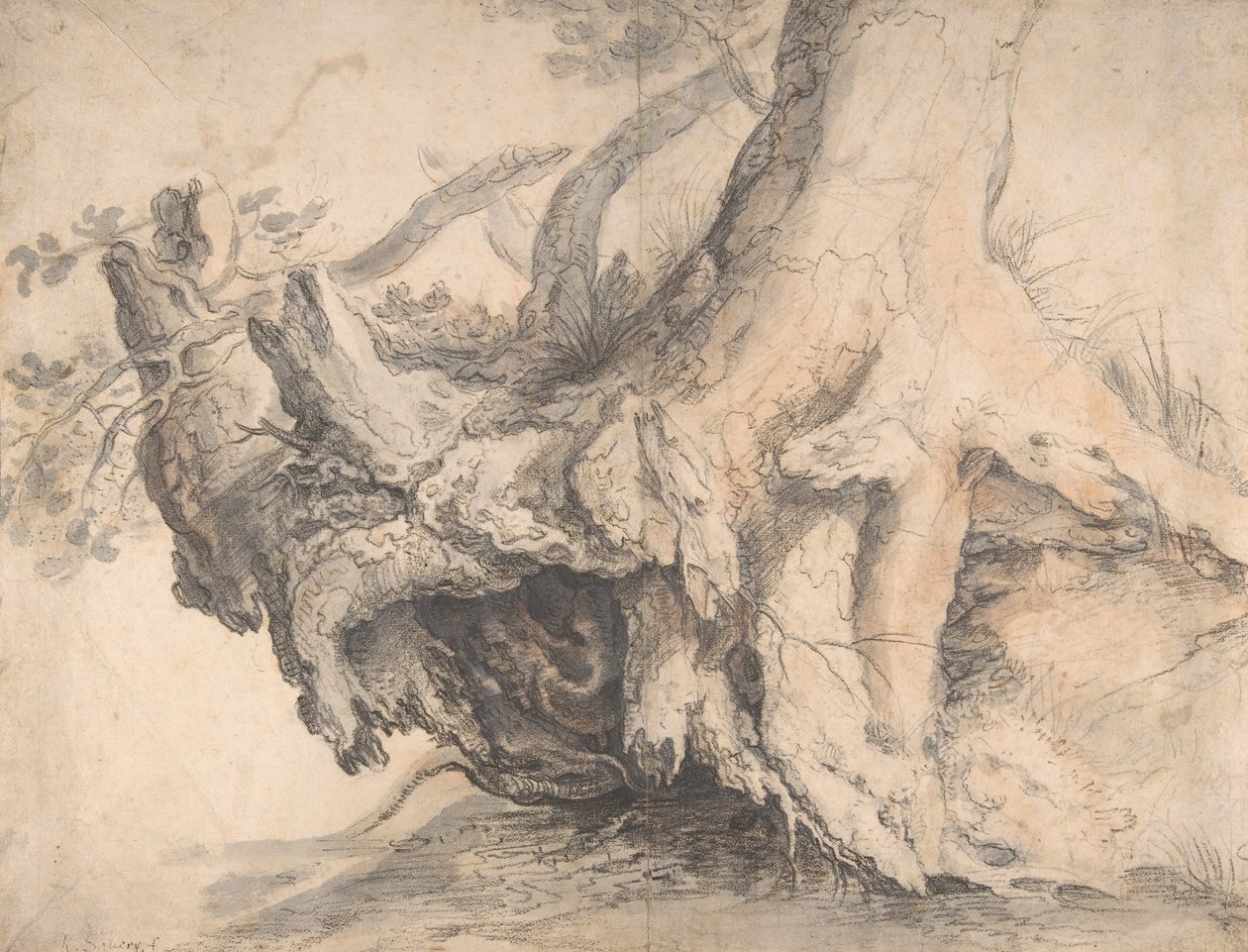 Studium Drzewa, ca. 1606-7. autorstwa Roelandt Savery