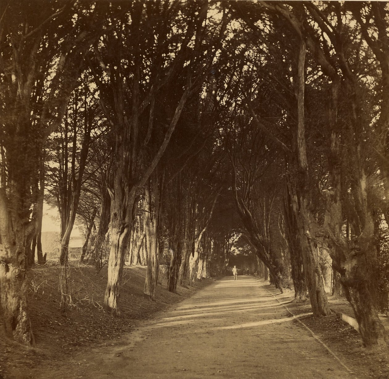 The Dark Walk; Stonyhurst autorstwa Roger Fenton