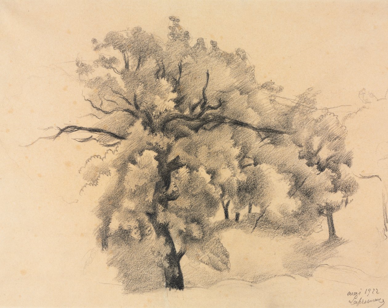 Studium Drzew autorstwa Roger de La Fresnaye