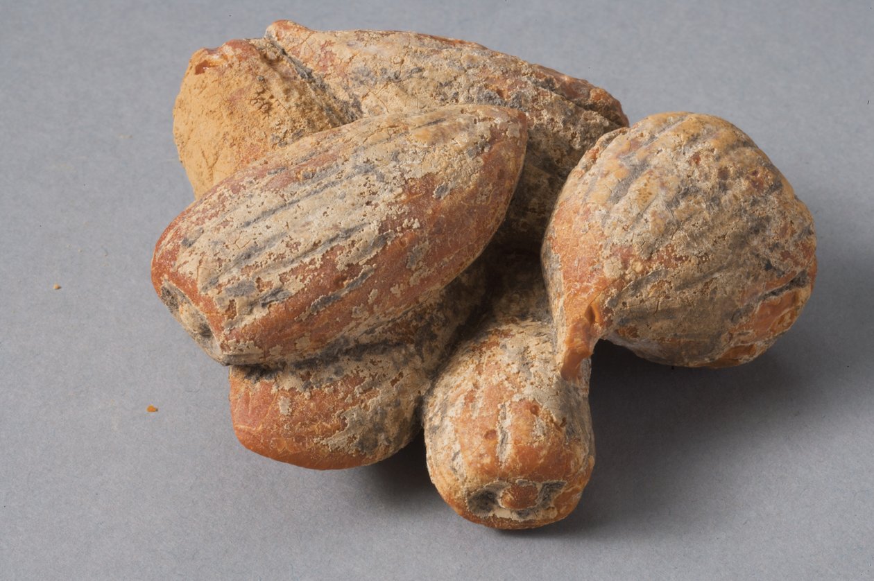 Figi i migdały (bursztyn hellenistyczny) autorstwa Roman Period Egyptian
