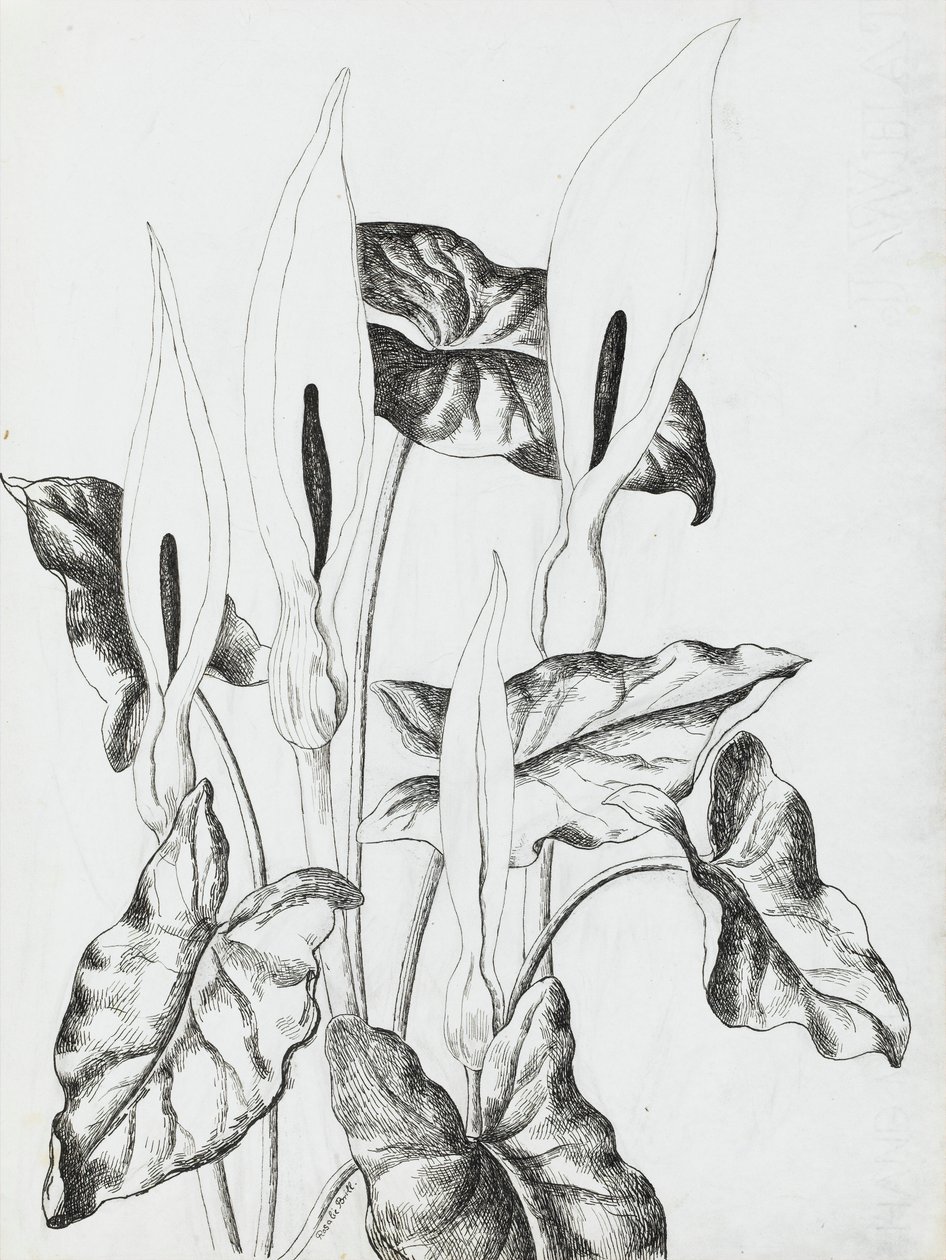 Lilie Arum autorstwa Rosalie Brill
