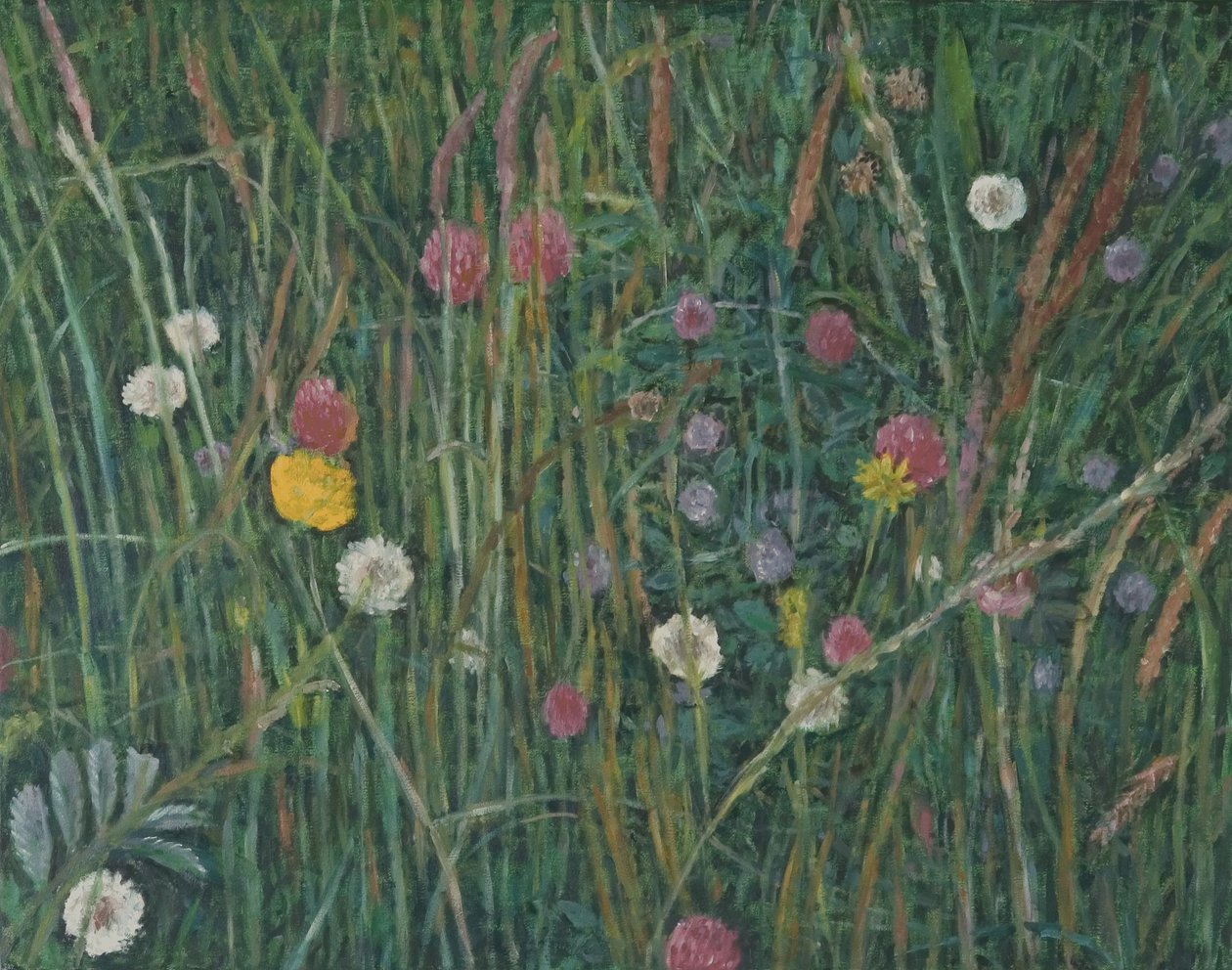 Rośliny Machaira, 2008 autorstwa Ruth Addinall