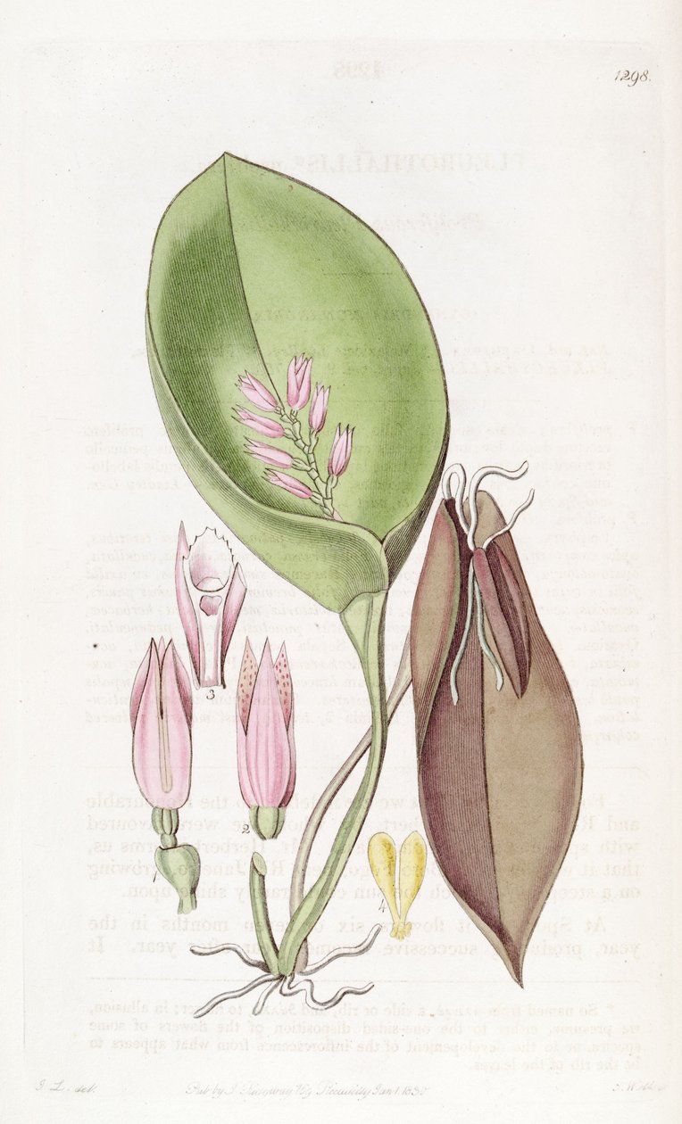 Acianthera prolifera (jako syn. Pleurothallis prolifera) autorstwa S. Watts