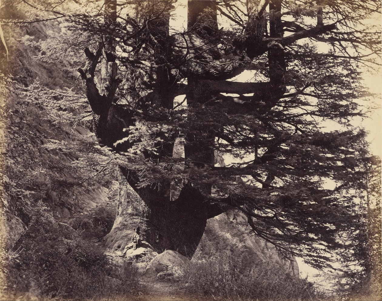 (Simla - Great Deodar, 42 stopy w obwodzie) autorstwa Samuel Bourne