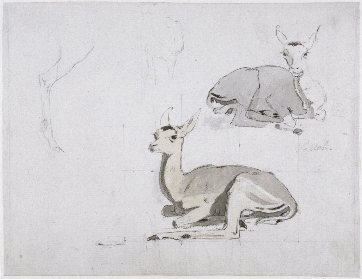 Badania młodego jelenia Pallah Resting, ok. 1802 (wc i grafit na papierze) autorstwa Samuel Daniell