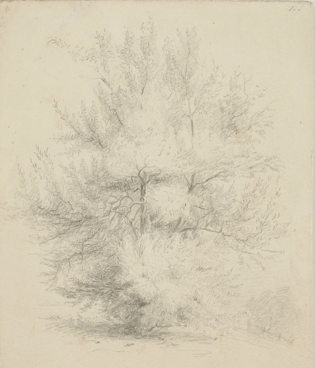 Rysunek drzewa autorstwa Samuel Finley Breese Morse