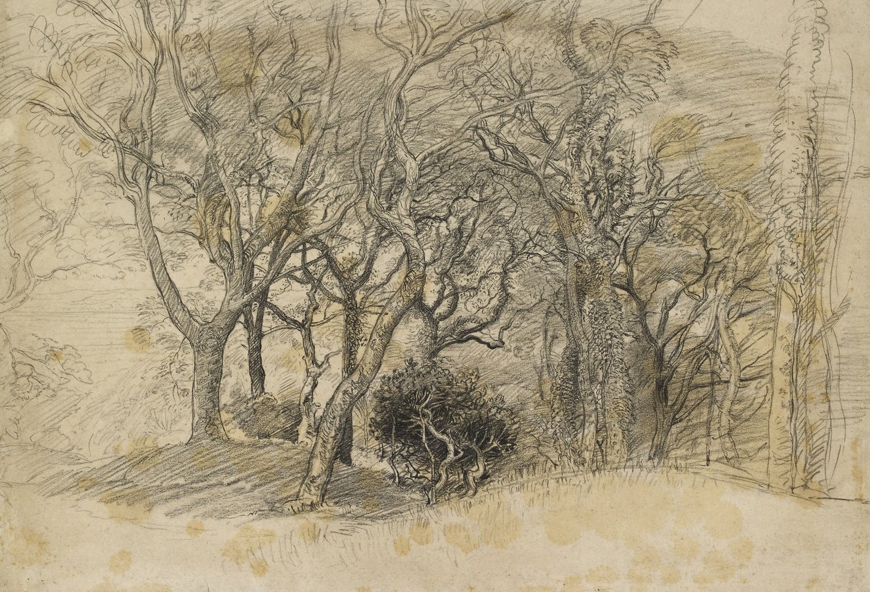 Study of Trees, Clovelly Park, 1834 (czarna kreda na jasnoszarym papierze) autorstwa Samuel Palmer