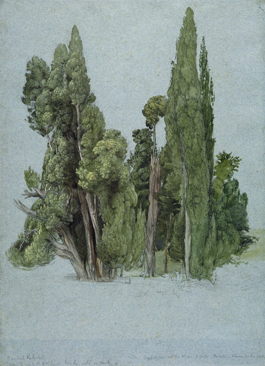 Cyprysy w Villa d