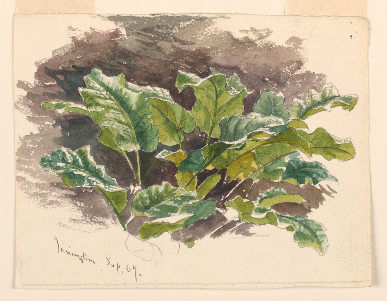 Studium botaniczne autorstwa Samuel Colman