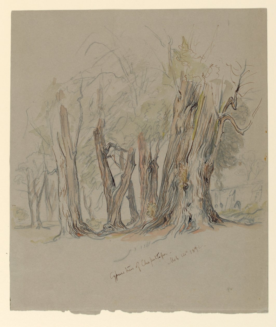 Cyprysy z Chapultepec, Meksyk autorstwa Samuel Colman