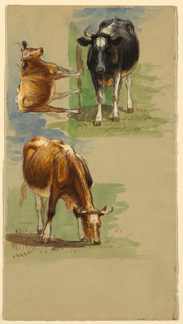 Rysunek, bydło, woły, 1875-80 autorstwa Samuel Colman