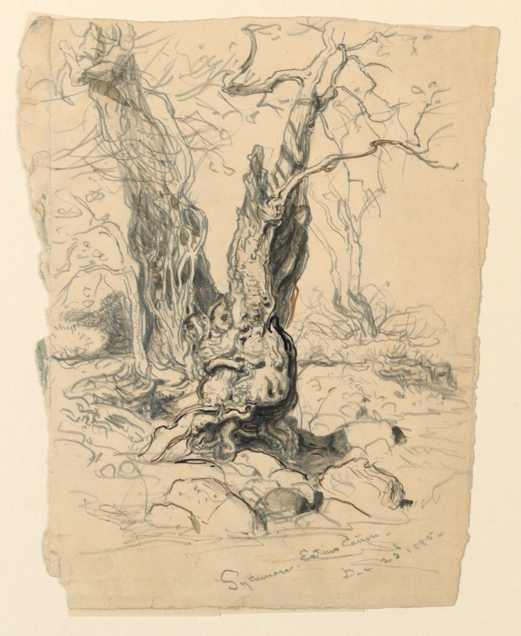 Rysunek, Studia. Drzewa, 23 grudnia 1885 r. autorstwa Samuel Colman