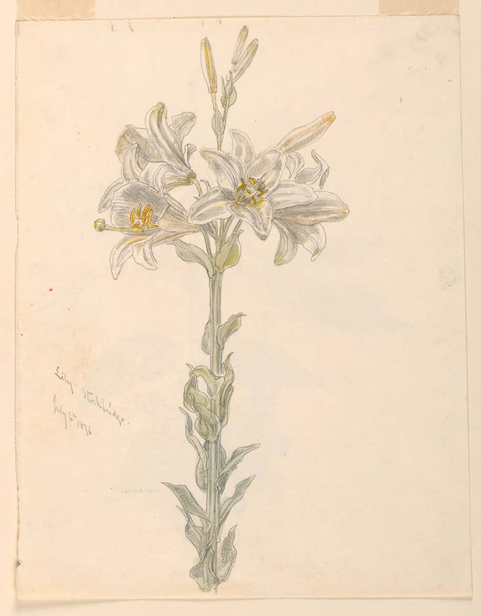 Lily, Stockbridge autorstwa Samuel Colman