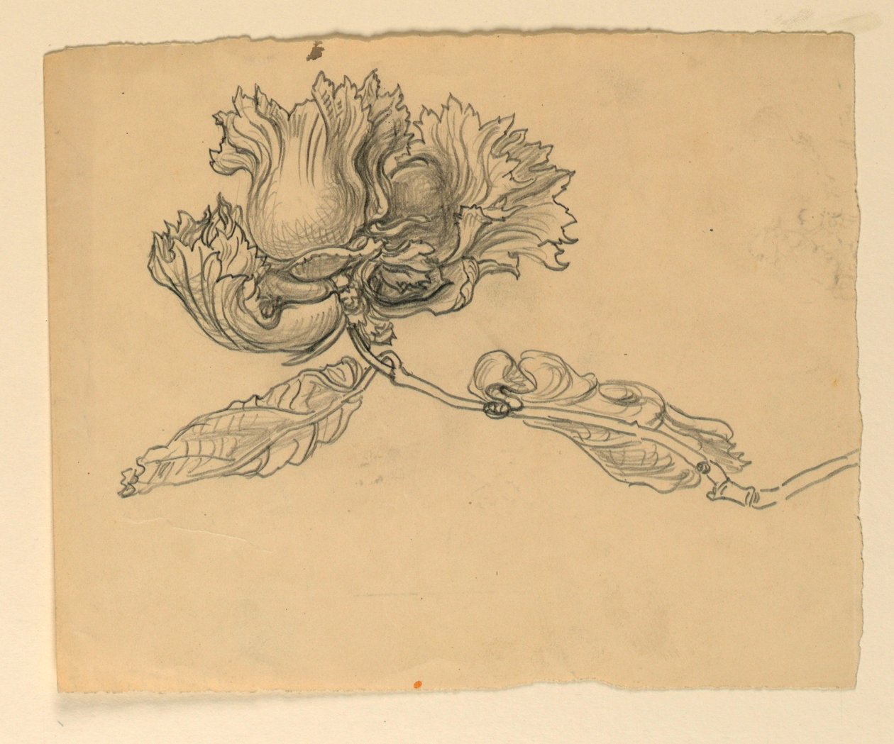 Studium do ilustracji: orzechy laskowe autorstwa Samuel Colman