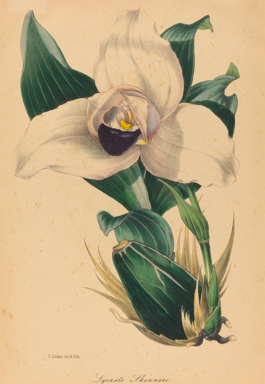 Lycaste Skinneri autorstwa Samuel Holden