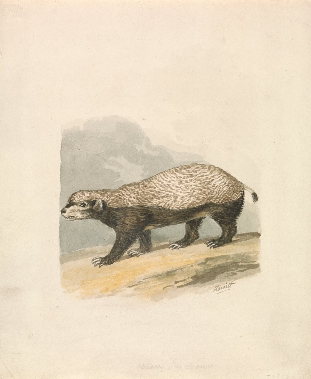 Borsuk Miodowy autorstwa Samuel Howitt