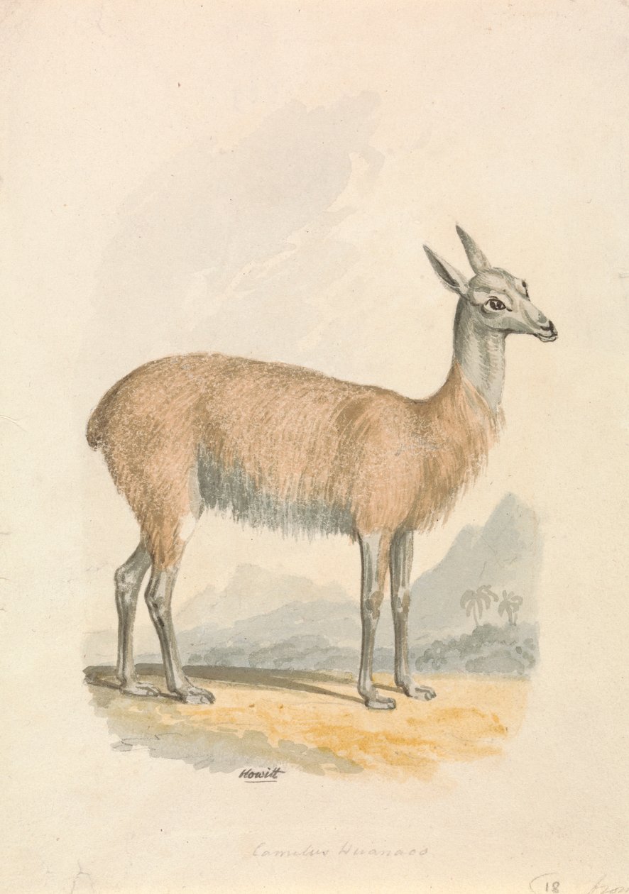 Lama autorstwa Samuel Howitt