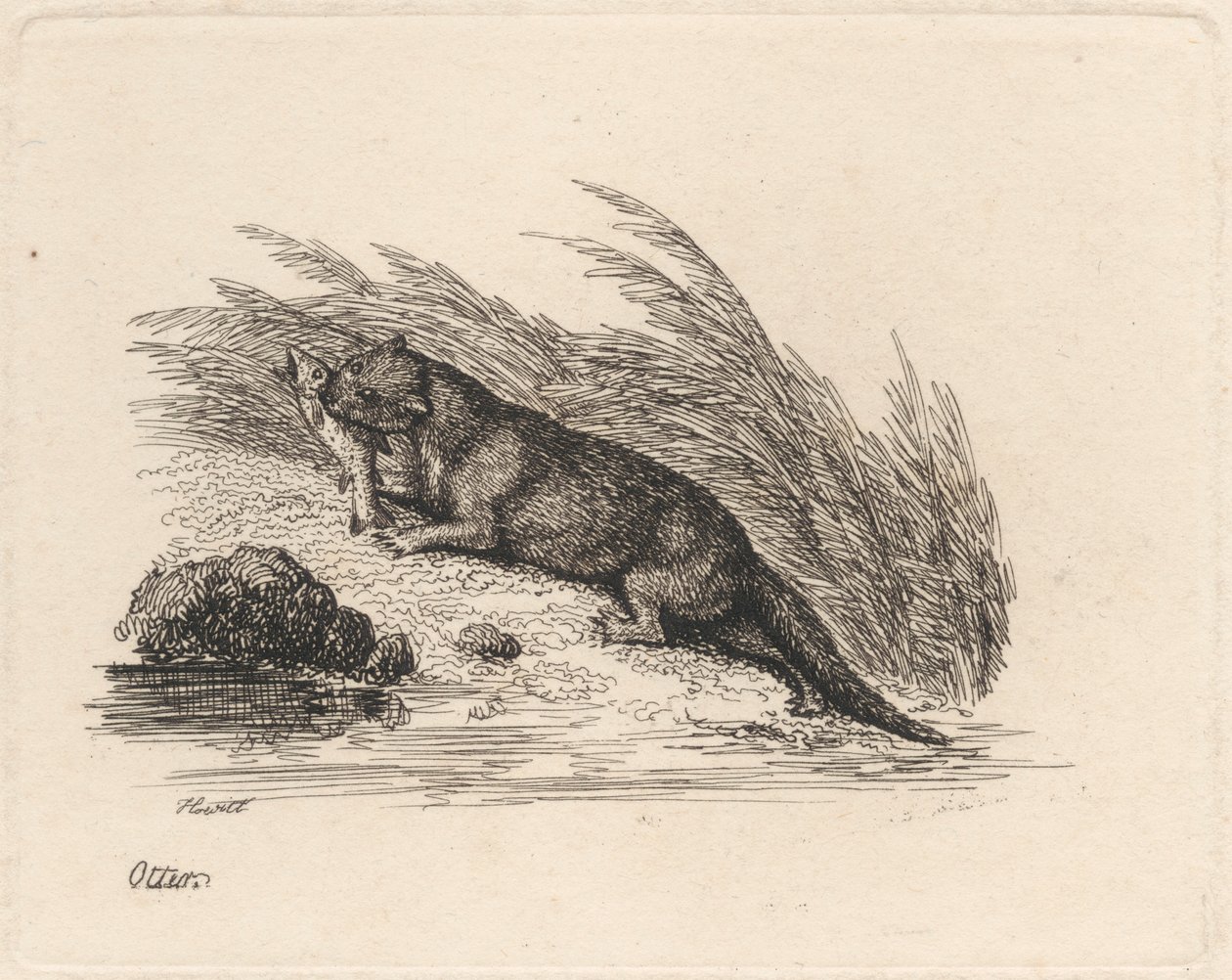 Wydra autorstwa Samuel Howitt