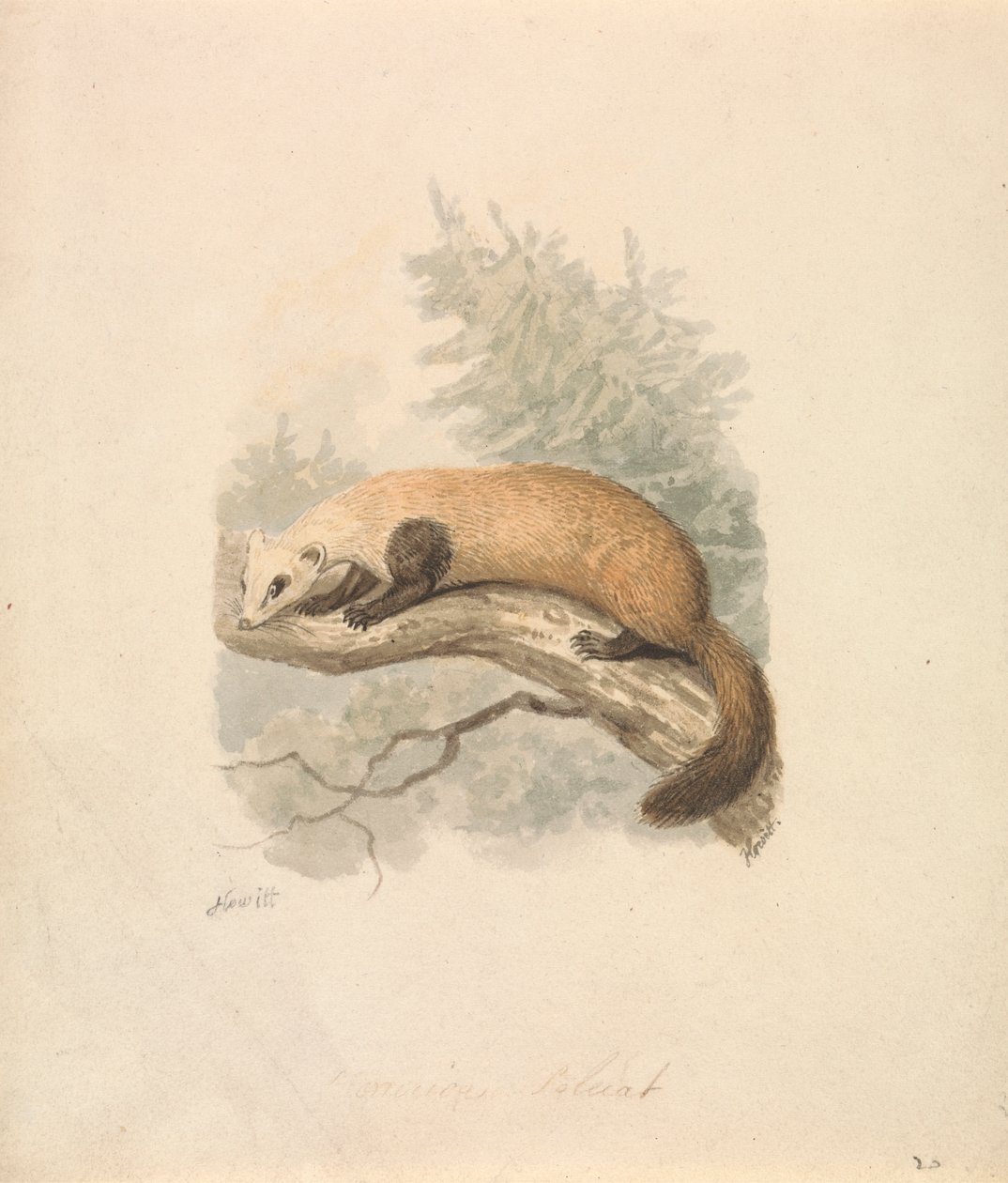 Tchórz autorstwa Samuel Howitt