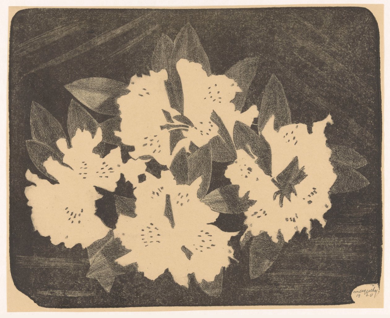 Rododendron autorstwa Samuel Jessurun de Mesquita (signed by artist)