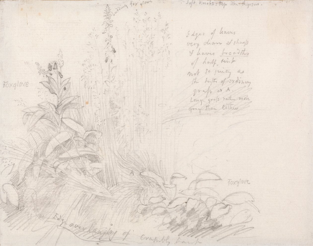 naparstnice autorstwa Samuel Palmer
