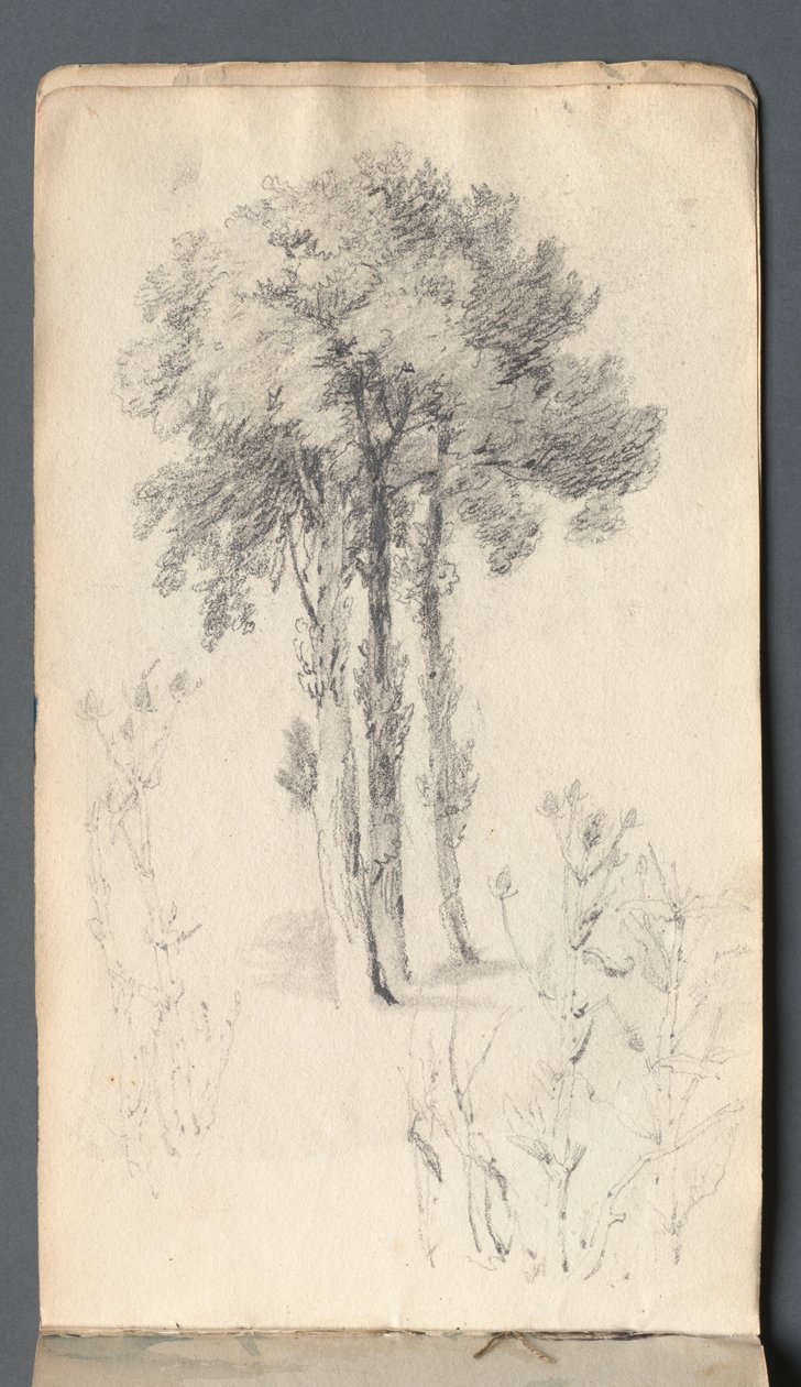 Szkicownik: Studium drzew, 1814. autorstwa Samuel Prout
