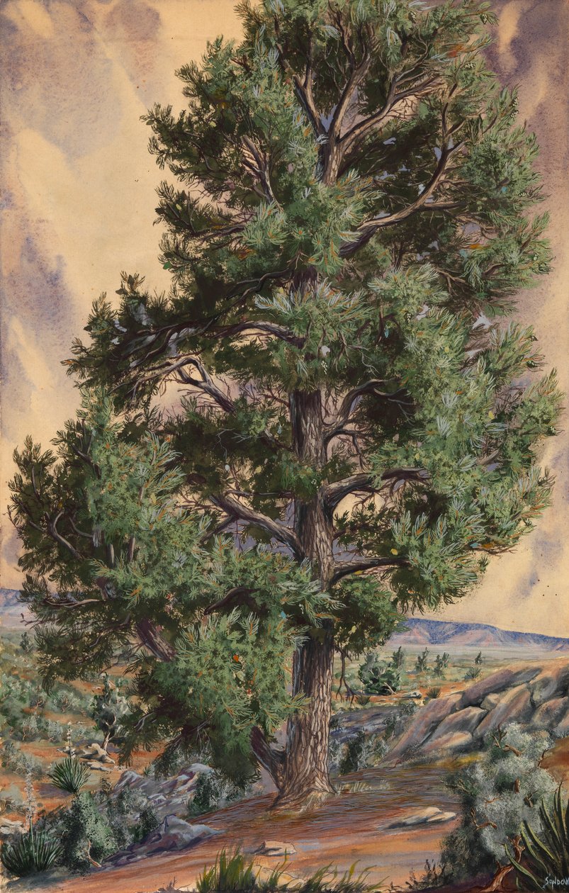 Sosna, b.d. autorstwa Sandow