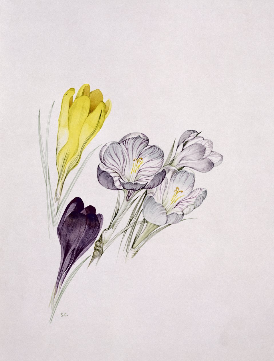 Krokus autorstwa Sarah Creswell
