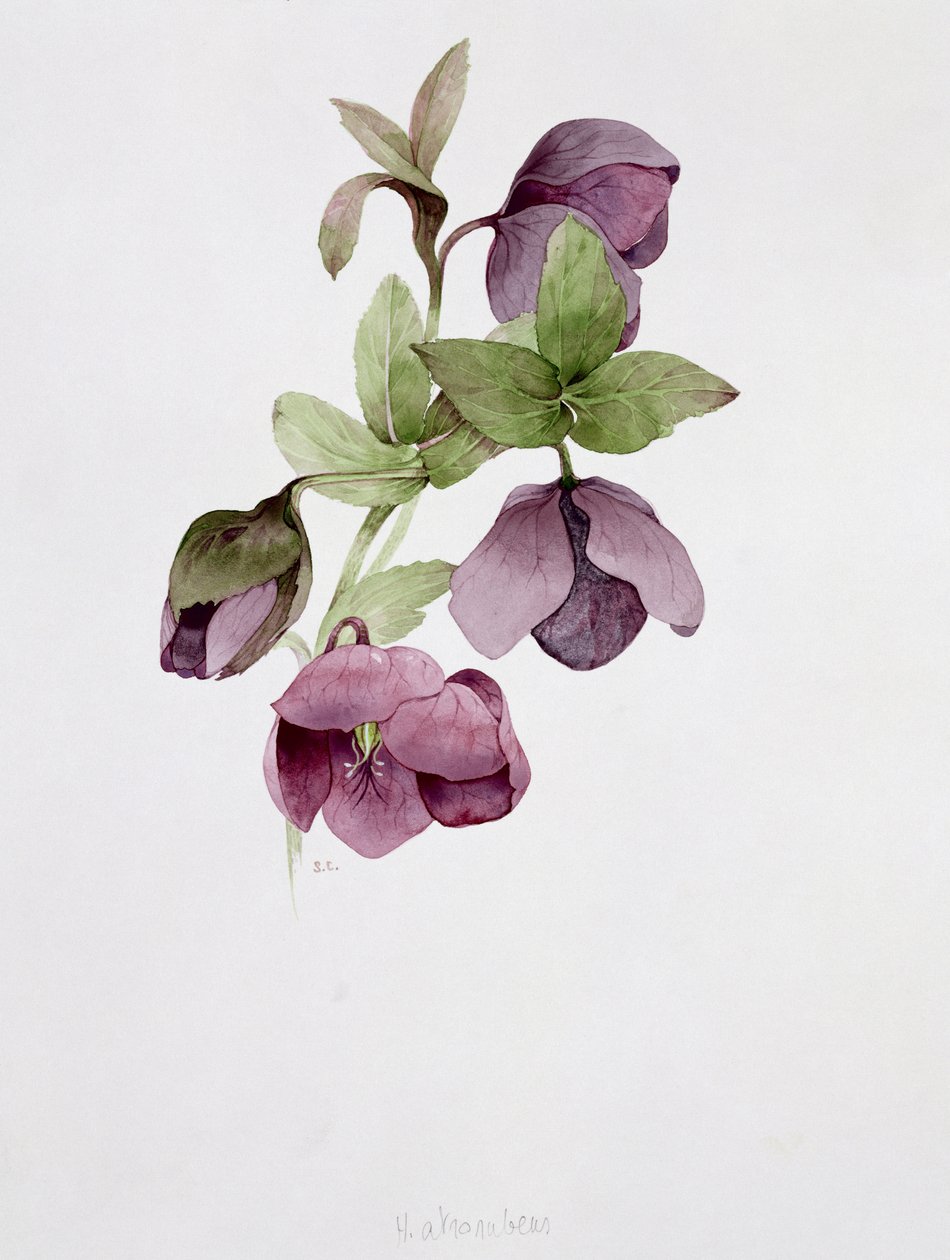 Helleborus atrorubens autorstwa Sarah Creswell