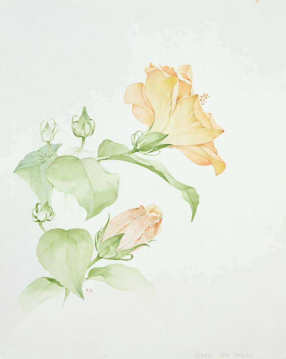 Hibiscus rosa sinensis autorstwa Sarah Creswell