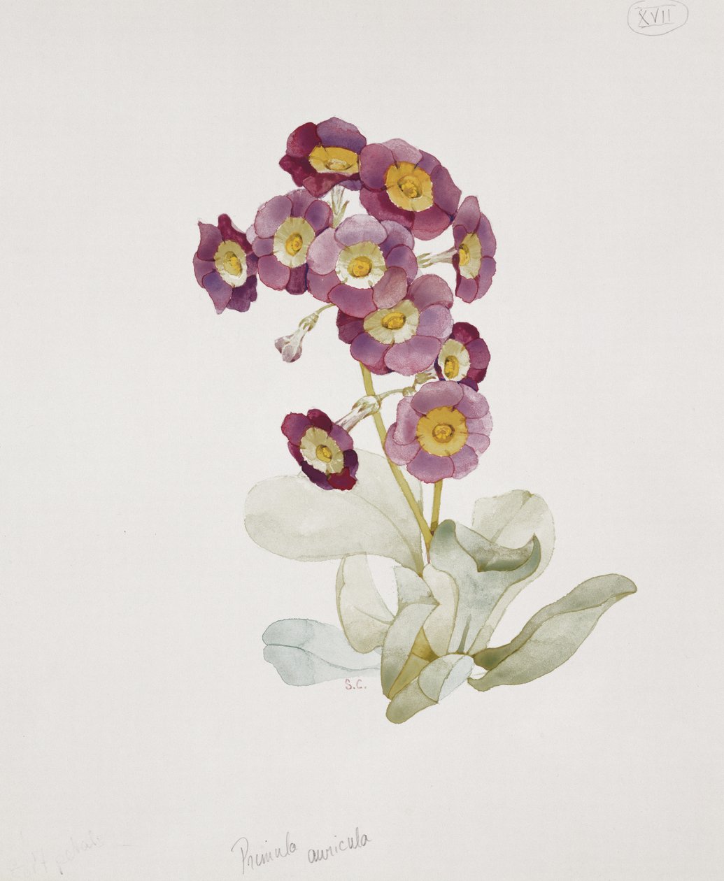 Pierwiosnek Auricula (pierwiosnek) autorstwa Sarah Creswell