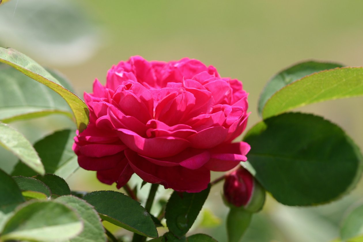 Garsington David Austin Rose, 2009 autorstwa Sarah OToole