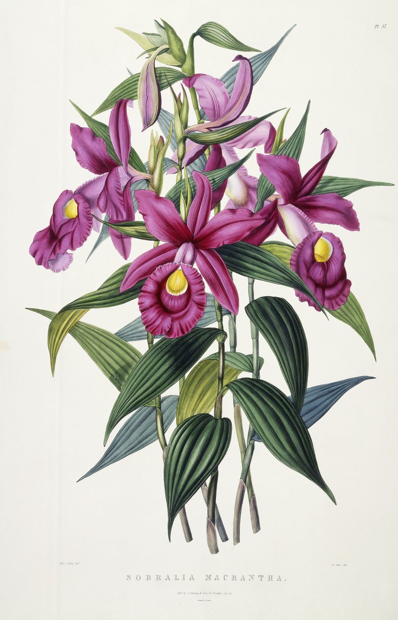 Sobralia Macrantha, ok. 1837-43 autorstwa Miss Drake