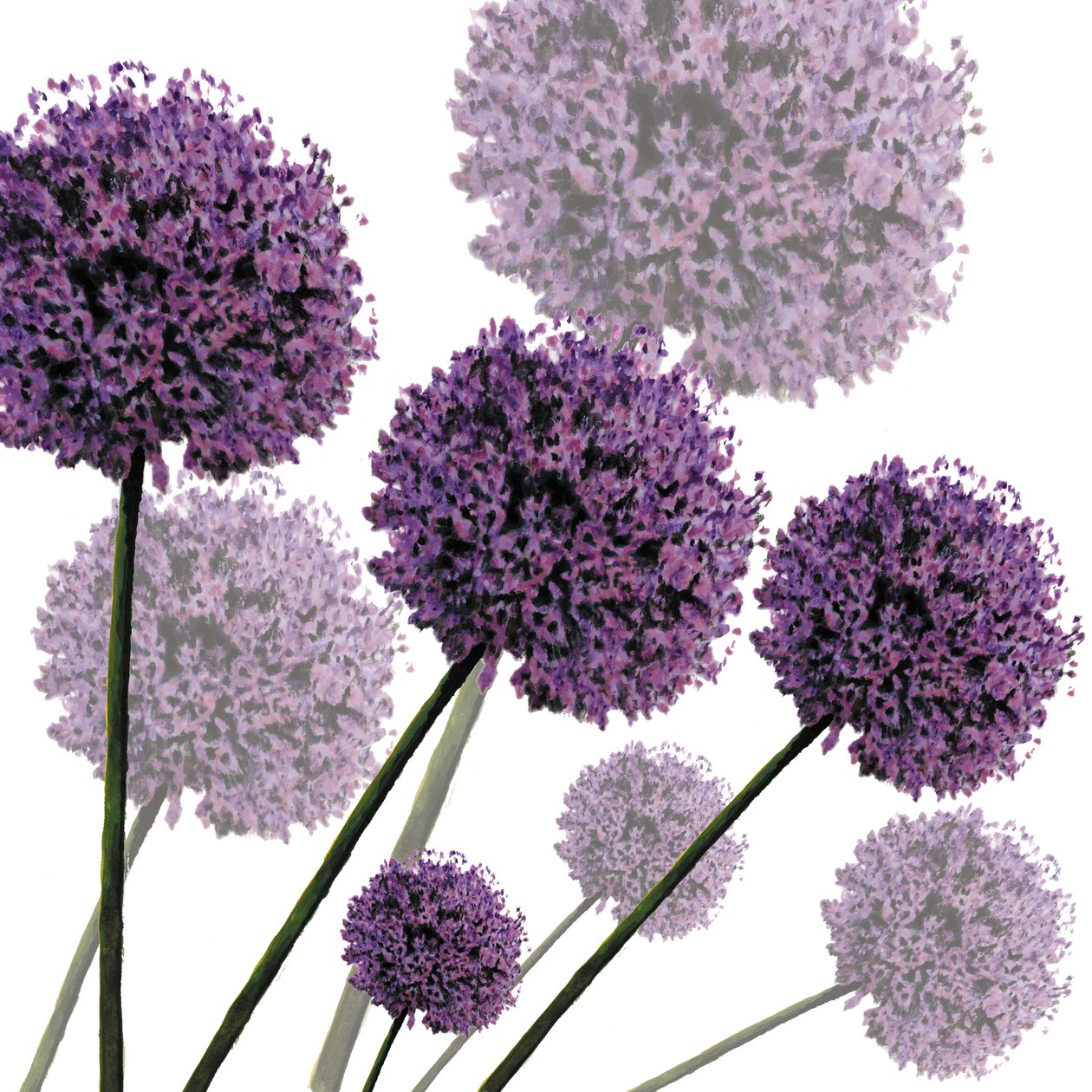 Allium Fernandez, 2004 (cyfrowy) autorstwa Sarah Hough